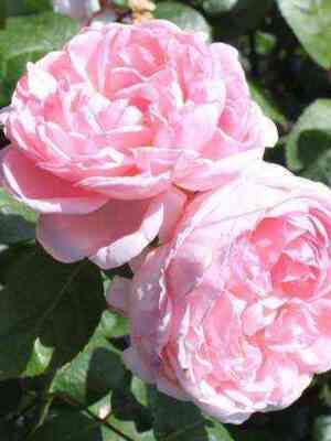 englentin.jpg Эглантин (Eglantyne)