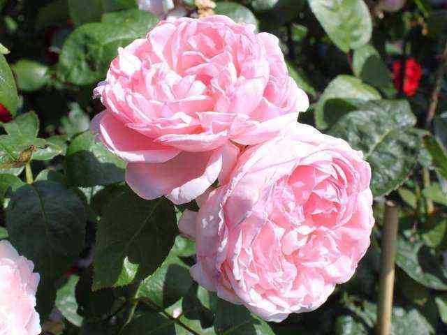 englentin.jpg Эглантин (Eglantyne)