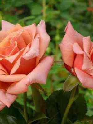 Энн Хендерсон (Ann Henderson)