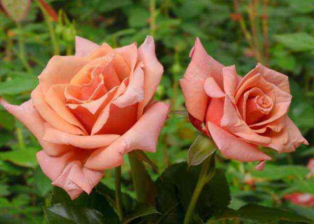 Энн Хендерсон (Ann Henderson)