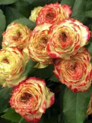 Эпл Джек (Apple Jack)