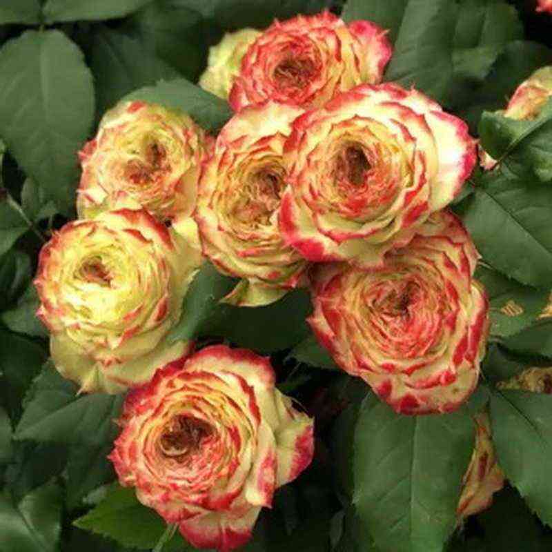 Эпл Джек (Apple Jack)