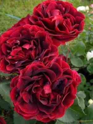 Эпоха Мондадори (Epoca Mondadori)