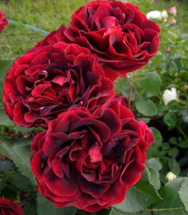 epohamondadori_epocamondadori_optimized.jpg Эпоха Мондадори (Epoca Mondadori)