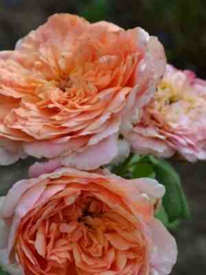 eprikot-skaj.jpg Эприкот Скай (Apricot Sky)