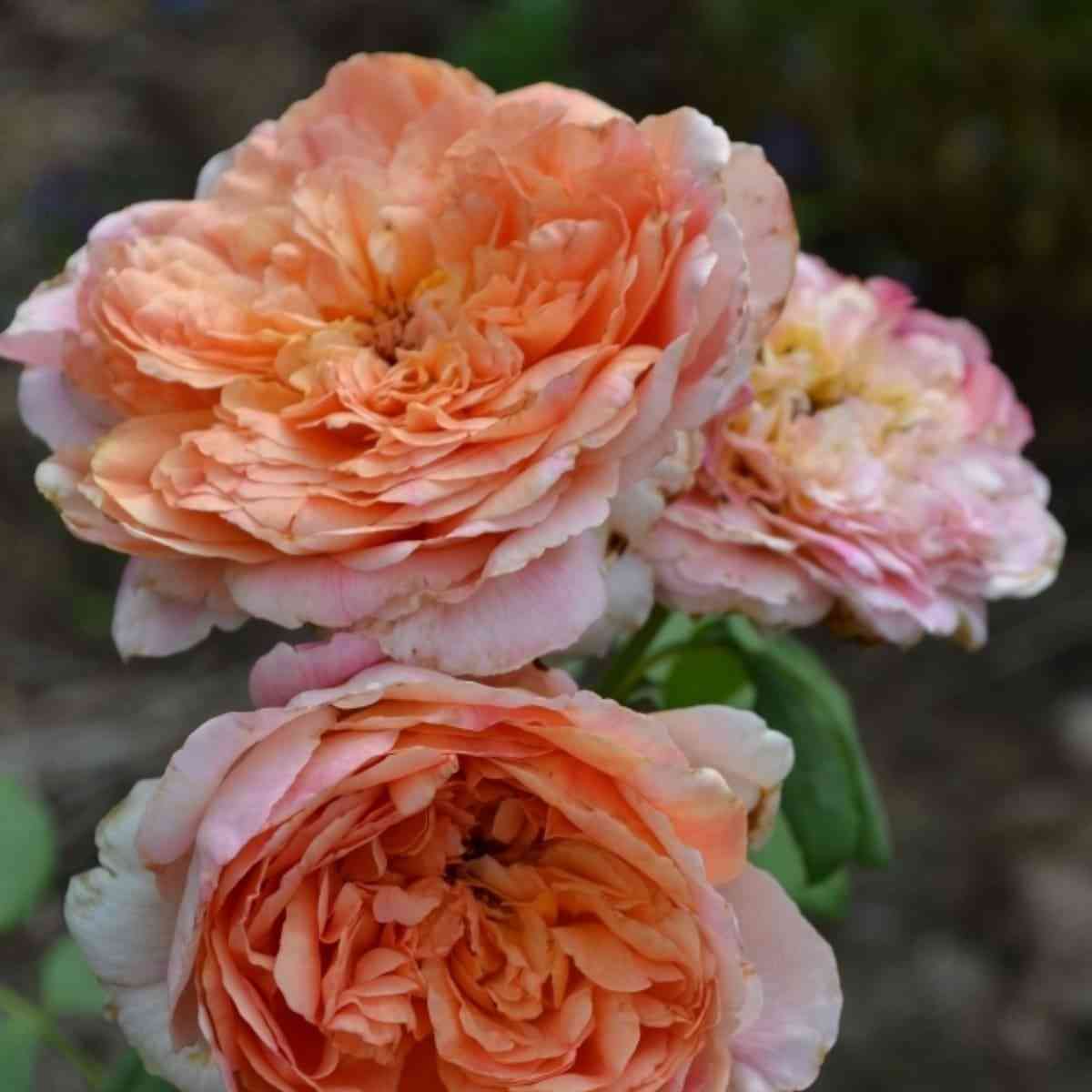 Эприкот Скай (Apricot Sky)