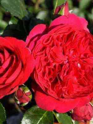 Эрик Таберли (Eric Tabarly)