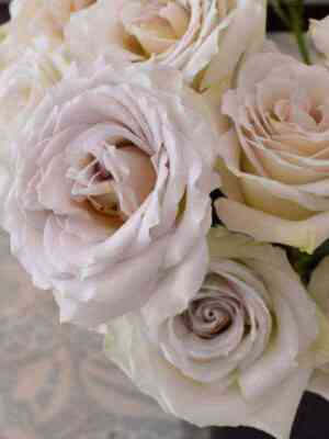 Эрл Грей (Earl Grey)