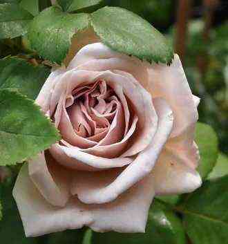 eshvensdej_ashwednesday_optimized.jpg Эш Венсдей (Ash Wednesday)