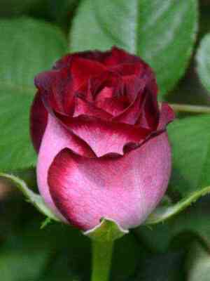 Эсмеральда (Esmeralda)