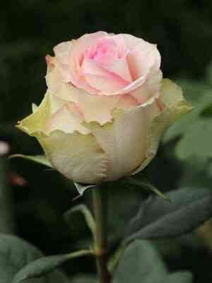 Эсперанса (Esperance)