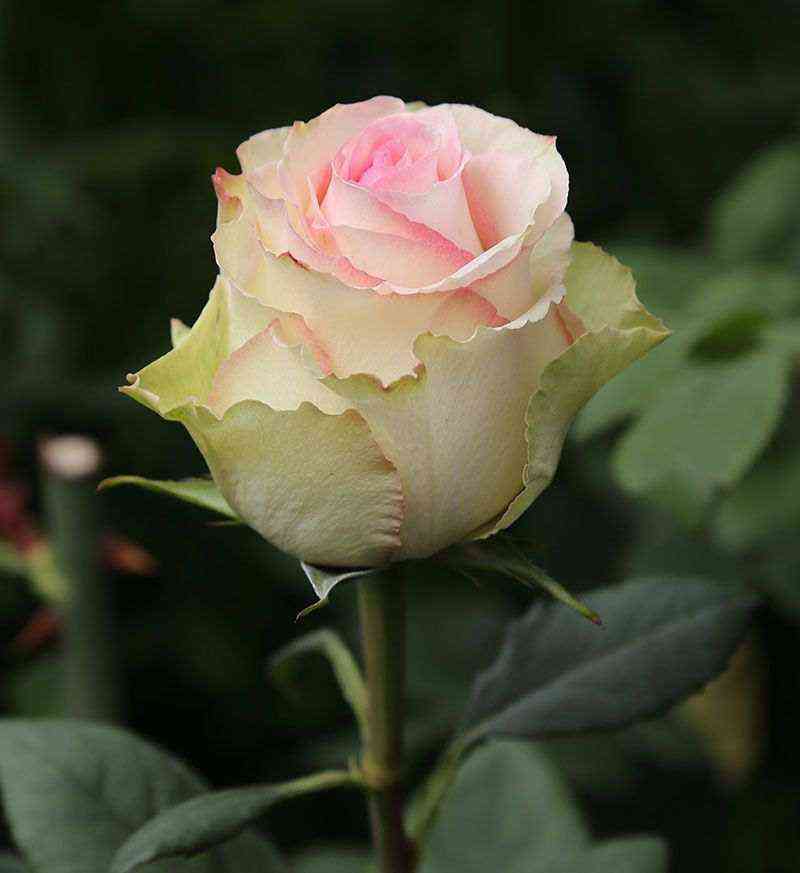 Эсперанса (Esperance)