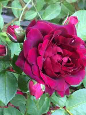 ettlboro.jpg Эттлборо (Attleborough)