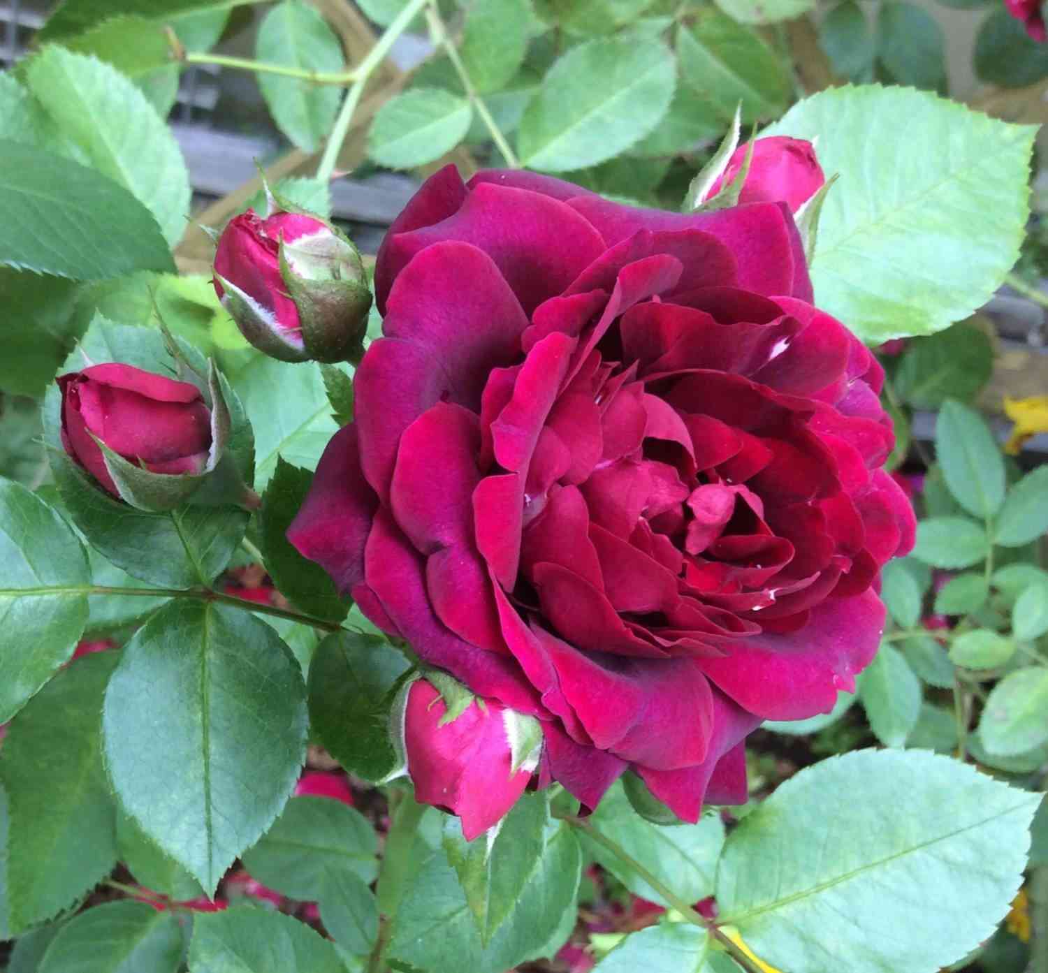 Эттлборо (Attleborough)