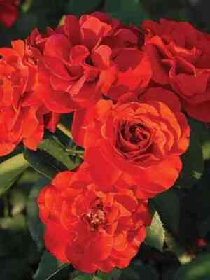 Эвелин Фисон (Evelyn Fison)