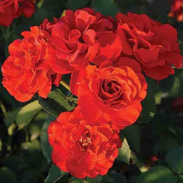 Эвелин Фисон (Evelyn Fison)