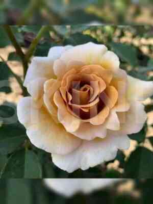 Эвентайл д’Ор (Eventail d'Or)