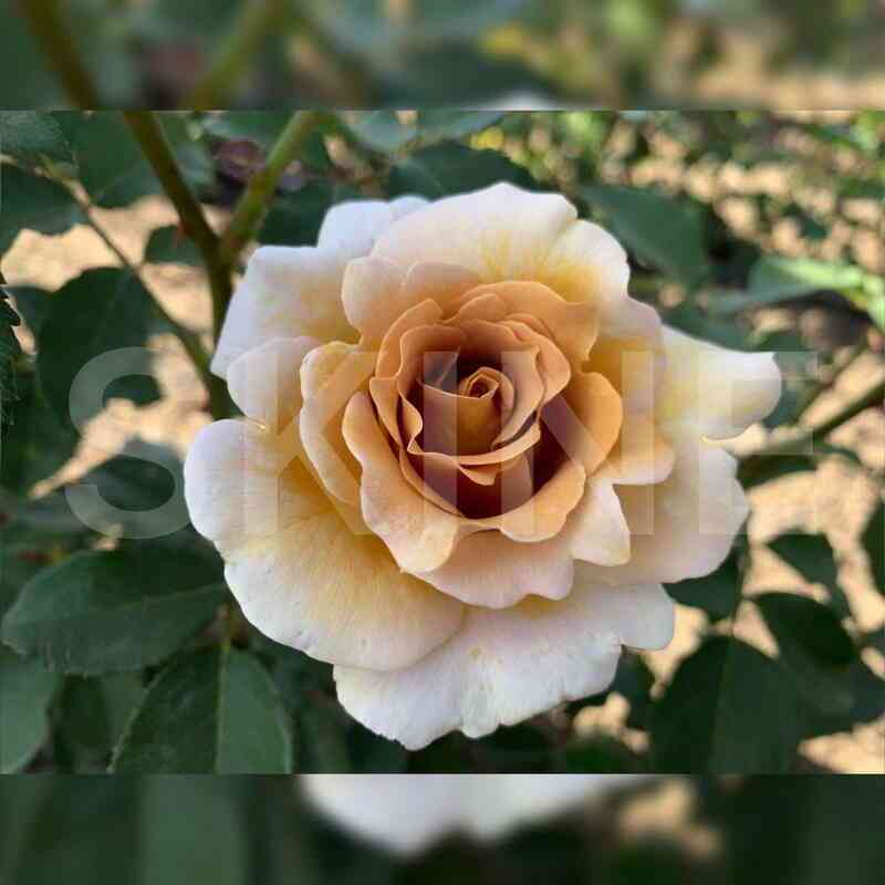 eventajl_d_or.jpeg Эвентайл д’Ор (Eventail d'Or)