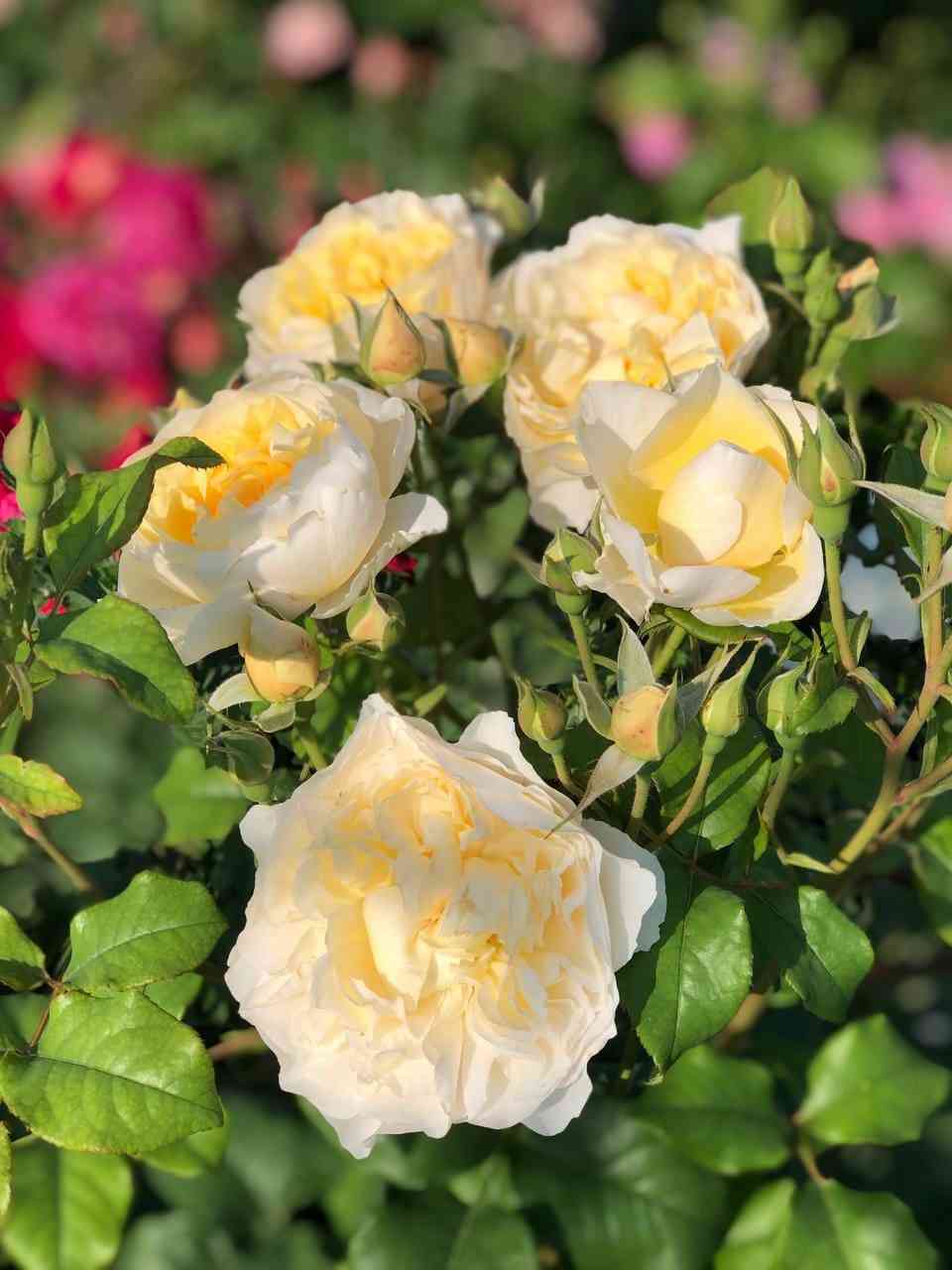 Евгения (Eugenie)