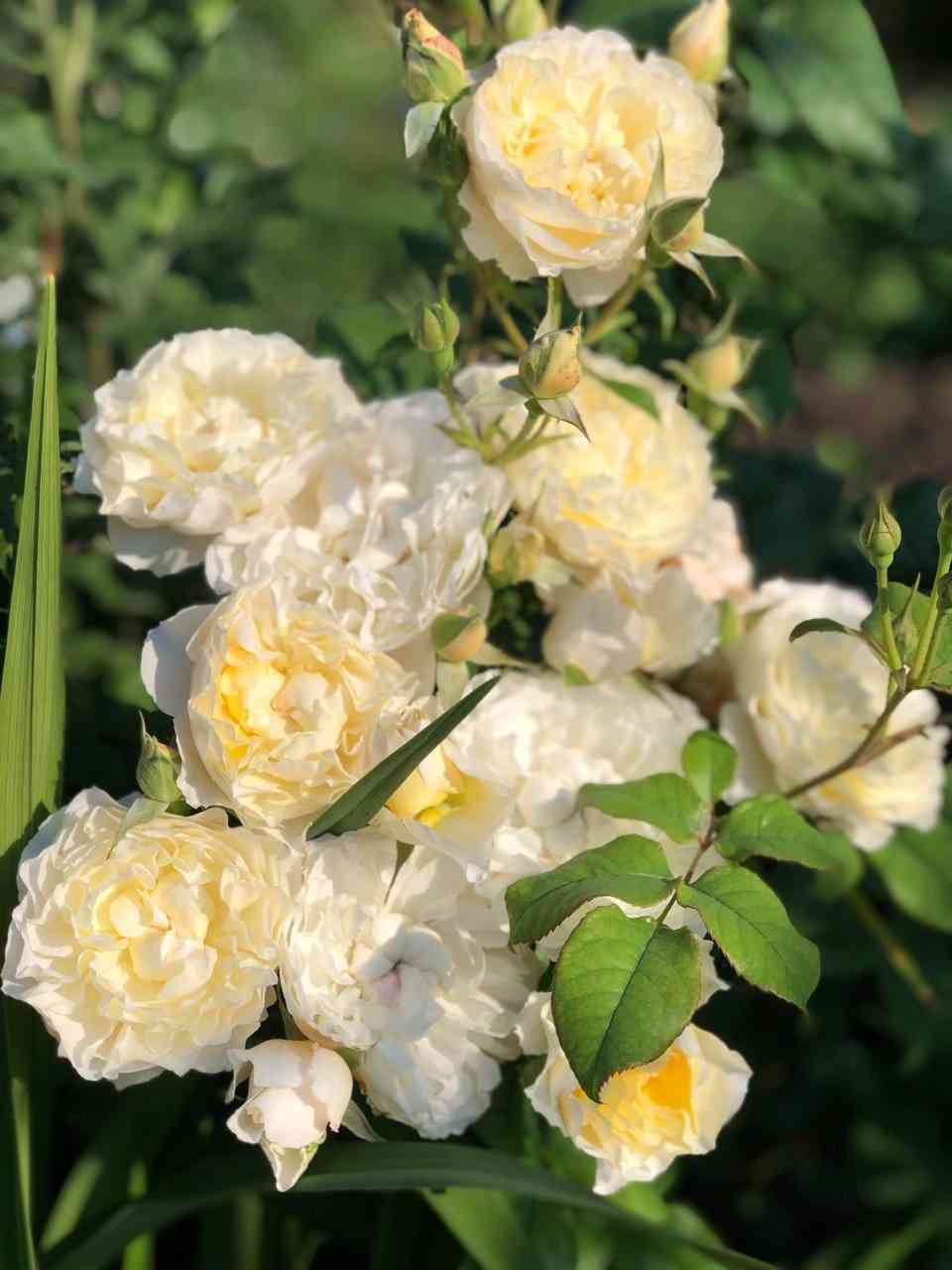 Евгения (Eugenie)