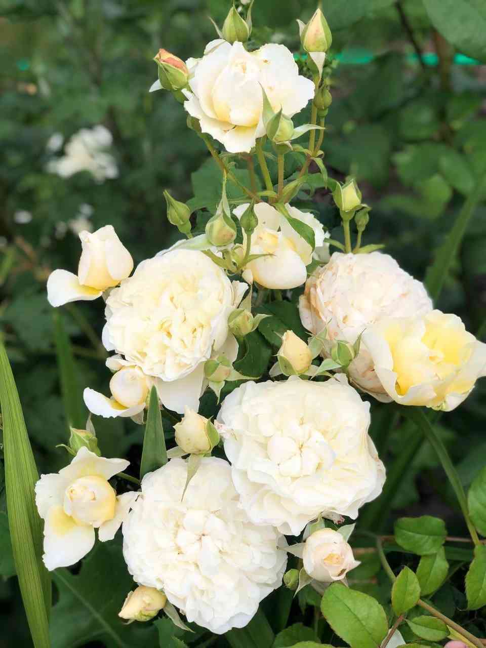 Евгения (Eugenie)