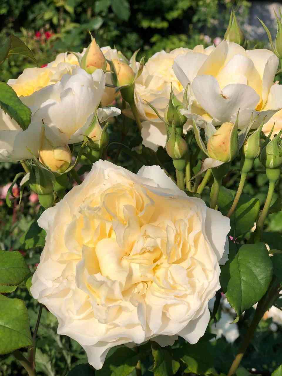 Евгения (Eugenie)