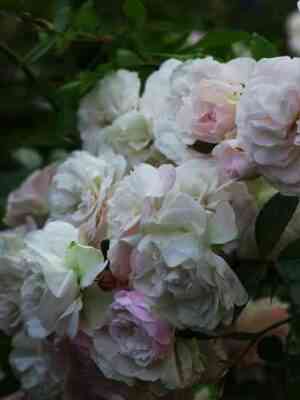 Эвлалия Бередж (Eulalia Berridge)