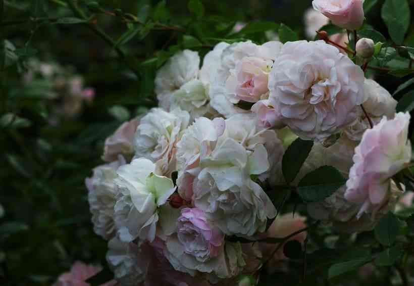 Эвлалия Бередж (Eulalia Berridge)