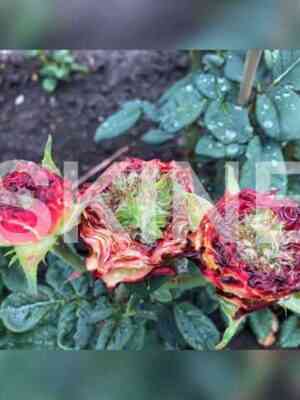 evolyushen_35.jpg Эволюшен DFR-35 (Evolution DFR-35)