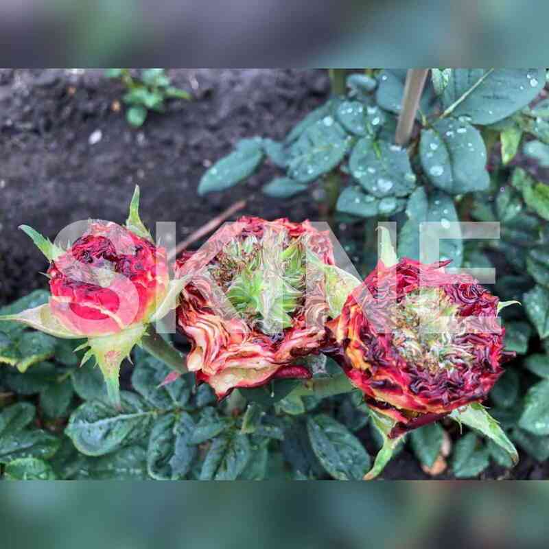 Эволюшен DFR-35 (Evolution DFR-35)