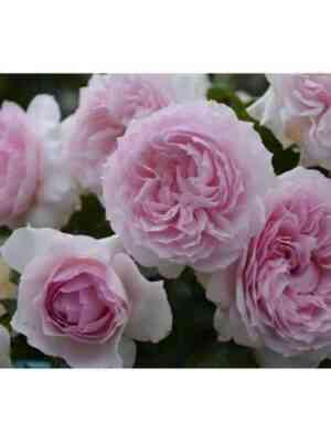 Эвридика (Euridice)