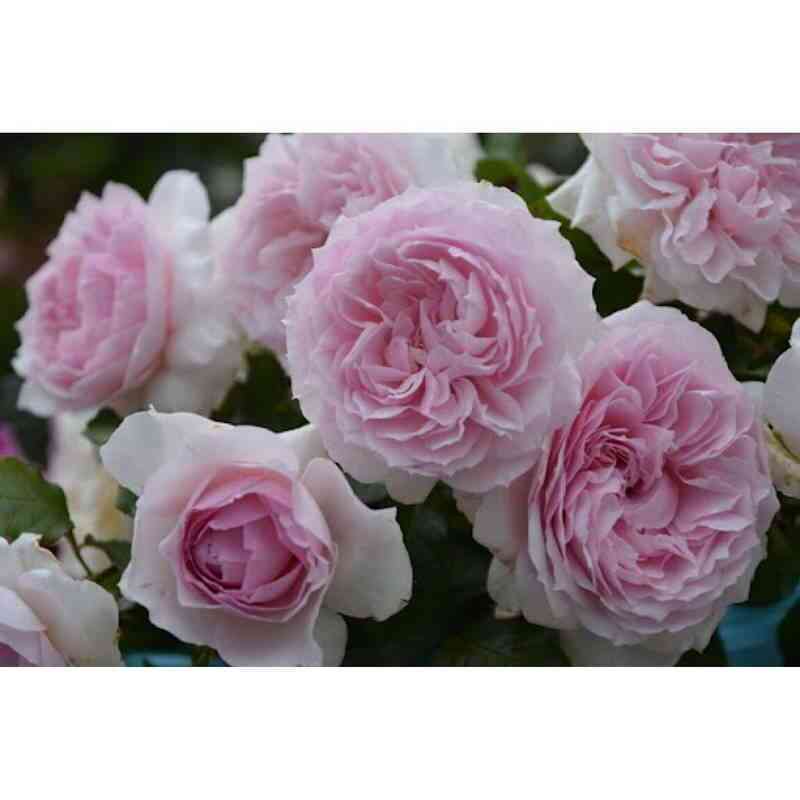 Эвридика (Euridice)