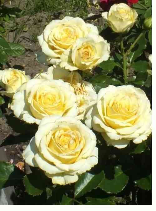 Мистери Герл (Mystery Girl)