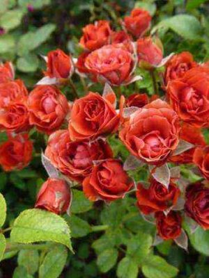 Файер Кинг (Fire King)