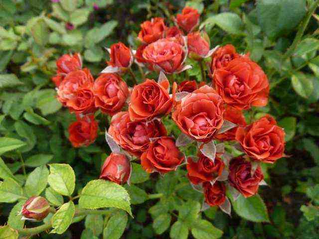 Файер Кинг (Fire King)