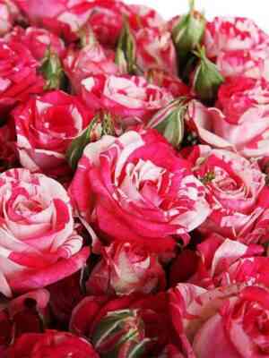 Файер Воркс (Fire Works)