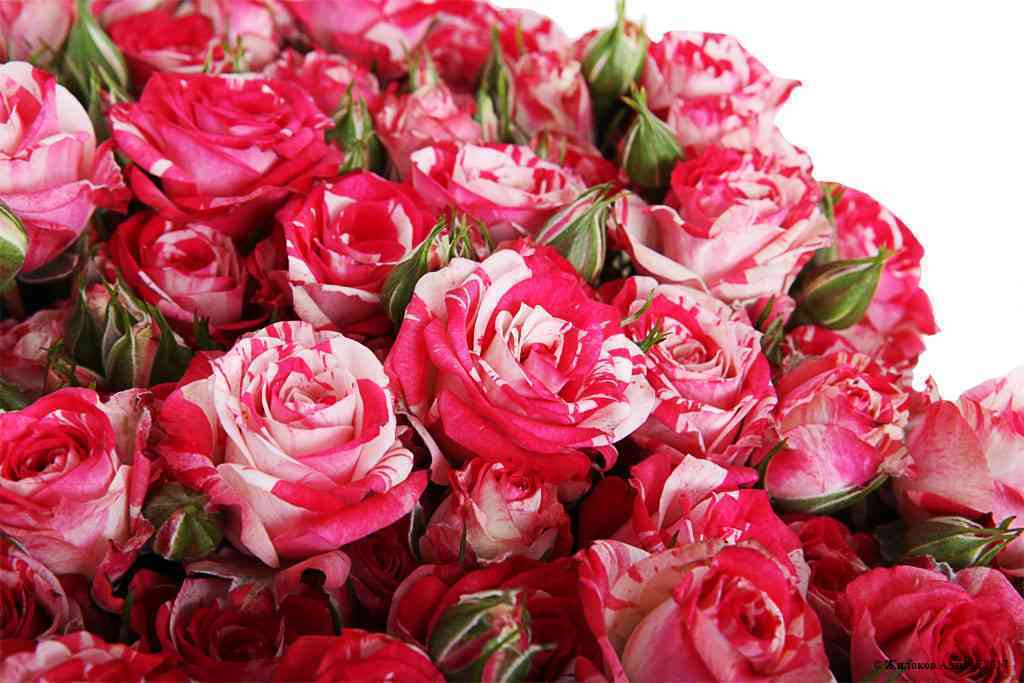 Файер Воркс (Fire Works)