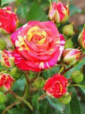 Файер Флеш (Fire Flash)