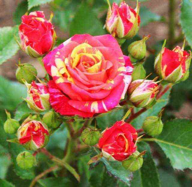 fajer_flesh.jpg Файер Флеш (Fire Flash)