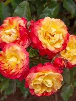 Файербирд (Firebird)