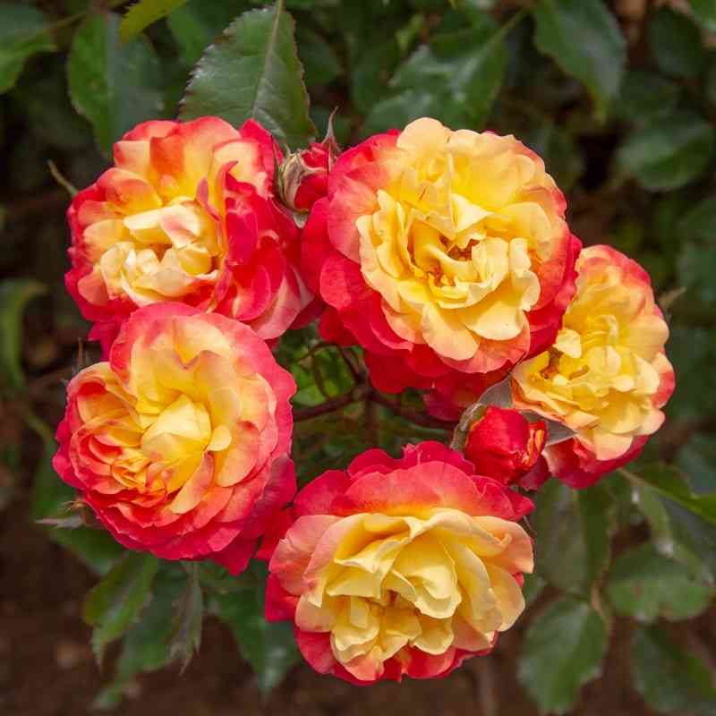 fajerbird1-1.jpg Файербирд (Firebird)