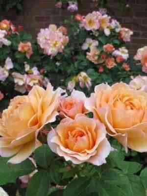 fajting-temerej-fighting-temeraire_optimized.jpg Файтинг Темэрей (Fighting Temeraire)