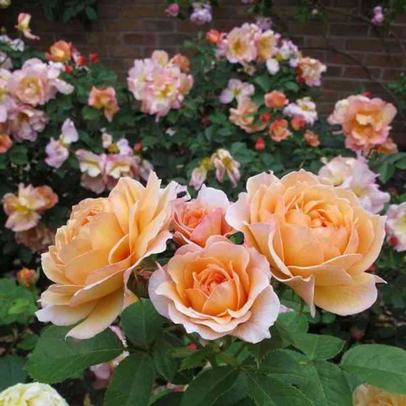 fajting-temerej-fighting-temeraire_optimized.jpg Файтинг Темэрей (Fighting Temeraire)