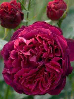 fal_staf.jpg Фальстаф (Falstaff)