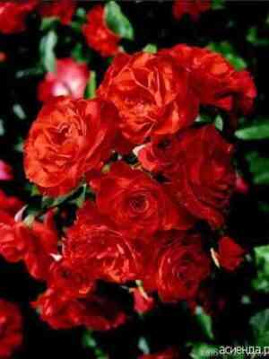 Фарандоль (Farandole)