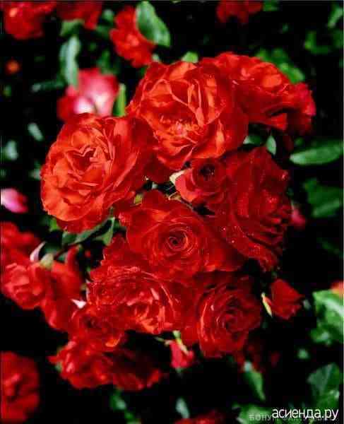 Фарандоль (Farandole)