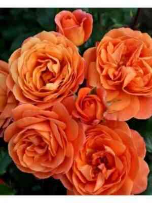 Феникс (Phoenix)