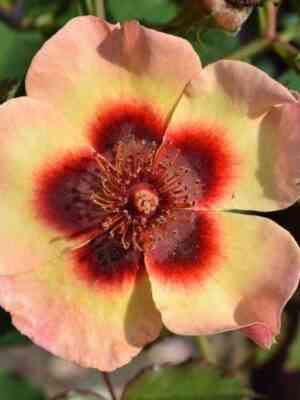 fensi_bebilon_ajz_fancy_babylon_eyes.jpg Фэнси Бебилон Айз (Fancy Babylon Eyes)