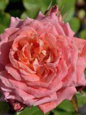 fer-an.jpg Флёр ан Сэн (Fleurs en Seine)