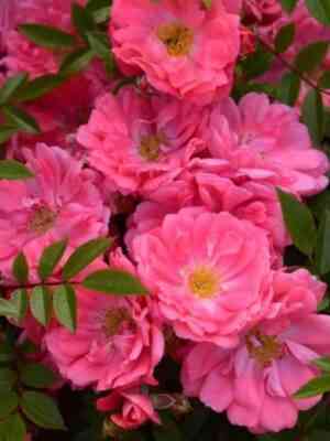 ferdi.jpg Ферди (Ferdy)